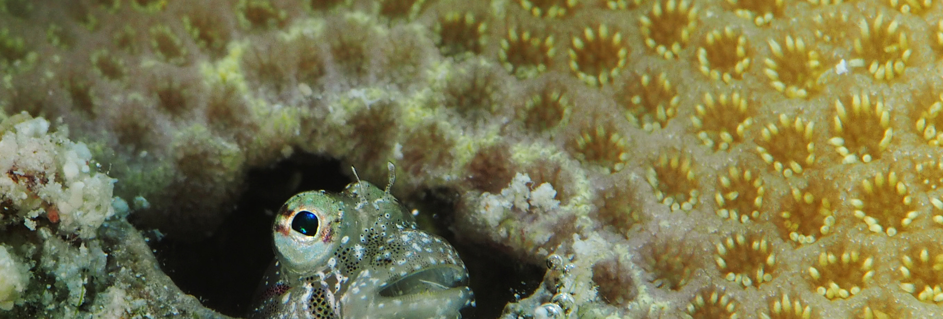 The Great Barrier Reef